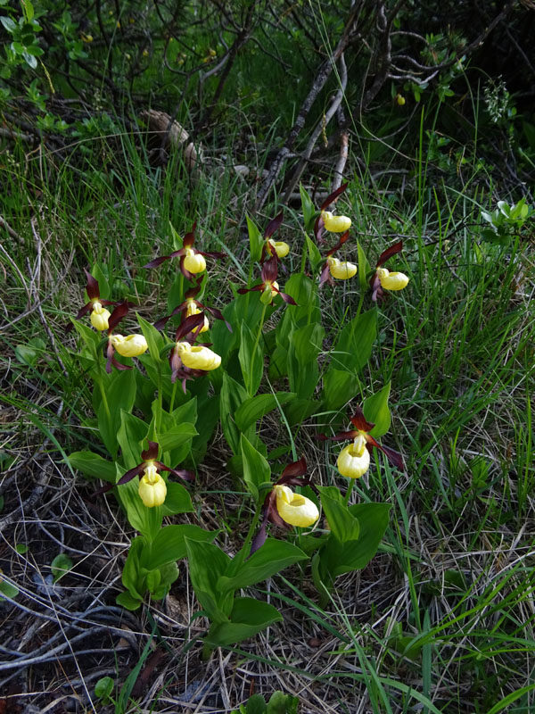 Cypripedium calceolus f. flavum